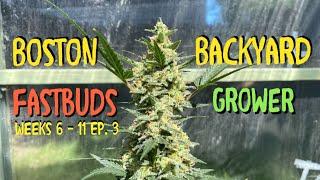 How To Grow Autoflower Cannabis Outdoor FastBuds Seeds Weeks 6-11 Timelapse Ep.3