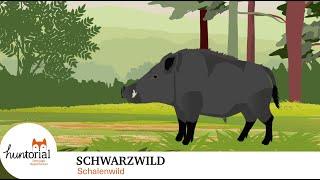 Schwarzwild - alles was du für die Jägerprüfung wissen musst