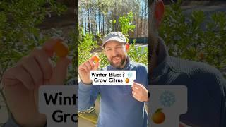 2 Tips For Growing Citrus in Containers #shorts #citrus #fruittrees #growfruit #gardening #grow