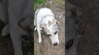 Пупсик Мупсик любимый  Ставьте лайки и Подписывайтесь на мой канал)))