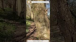 ScienceMan Moment of Zen 0579 #peaceful #hike #walk #cotswolds #uk #forest #nature #asmr