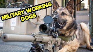 WHAT ARE THE DIFFERENT TYPES OF MILITARY WORKING DOGS?