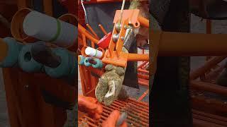 Мощная ФИКСАЦИЯ #ветеринар #сельскоехозяйство #корова #ферма #hoof #hooftrimming #животные #крс #cow