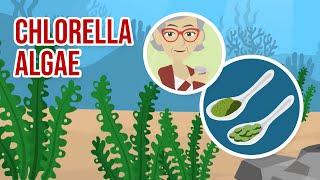 CHLORELLA ALGAE, many benefits contained in a small organism.