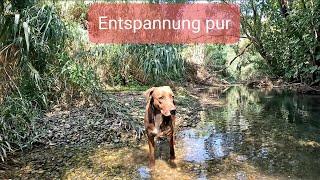 Flusswanderung mit Zirpen der Zikaden zur Entspannung, Erdung, Meditation, Einschlafen, Relaxen