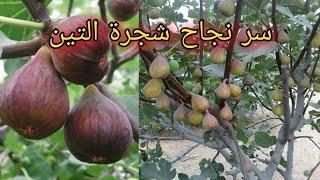 5 نصائح من ذهب عن شجرة التين اذا طبقتها ستتفاجئ بالنتائج !!