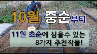 10월 중순부터 11월 초순에 심을 수 있는 8가지 추천 작물! #가을 텃밭에 심는 작물 #11월 초에 심어서 월동 하는 작물.