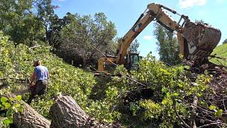 Dropping Huge Trees and Ripping Out Stumps With An Excavator!