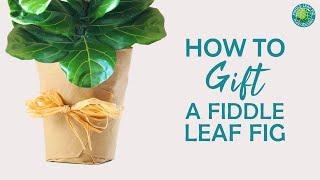 How to Gift a Fiddle Leaf Fig | Fiddle Leaf Fig Plant Resource Center