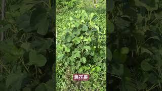 吃完鋸子的無花果，又茂密起來了！