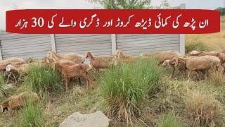 Earning of uneducated businessman Vs Degree holder | Chaudhary  majid shabbir | Chakwal Goat Farm |