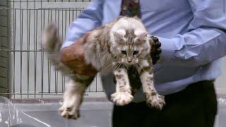 CFA International Show 2019 - Longhair Kitten Class Judging - Maine Coons