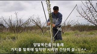 유목기 수형관리 - 고추말뚝을 이용한 간단한 개심자연형 수형 만들기