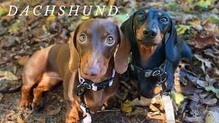 If You Have a Dachshund Dog You Should watch this video until  the End, living with dachshund