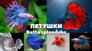 ПЕТУШОК - Бойцовая рыбка (Betta splendens) | Петушок коронохвостый и Супердельта (самцы)