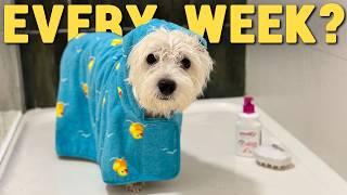 How Often Should I Bathe My Westie Dog? Sami’s Skincare Routine!