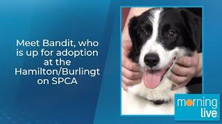 Meet Bandit, who is up for adoption at the Hamilton/Burlington SPCA