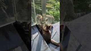 Kitten Best friends