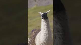 Llama looking into camera and moving away #llama #nature #wildlife #cute #beautiful HA14420