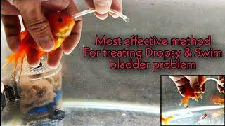 The Ultimate way to treat dropsy and swim bladder problem in fish