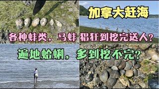 加拿大赶海 蛤蜊 马蚌 butter clams遍地都是 多到挖不完？猖狂到见人就送？趕海｜加拿大｜海鲜｜温哥华岛｜岛民｜赶海vlog｜蛤蠣｜馬蚌