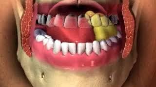 Mastication  chewing animation