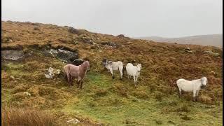 Important these Carneddau ponies are not fed anything