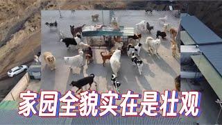 2025-3-9 Xiaoxu's Mountain Life with Dogs 给所有的粉丝看一下整个基地的全貌，看上去近300只狗狗实在是太壮观了。