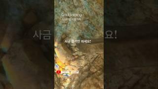사금이 보이면 줍기만 하세요! #사금 #사금채취 #goldpanning