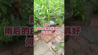 雨停了，上菜園裡轉一圈，長勢真好。#我的農村生活 #我的農村生活 #田園生活小院