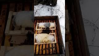 Зимовка на дотациях