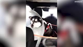 Angry husky returning home from the vet