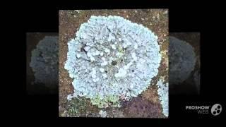 Physcia caesia - fungi kingdom