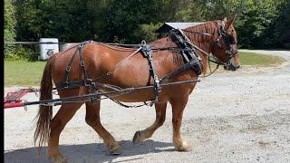 DRAFT HORSE // North American Suffolk Horse Association