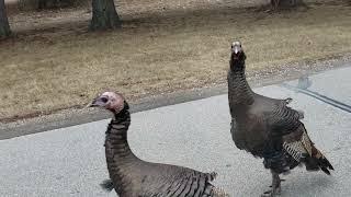 Spiritual and symbolic meaning of Wild Turkeys crossing your path