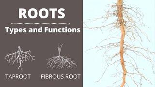 Functions of Roots | Types of Roots | Taproot | Fibrous Root | Lesson for Kids