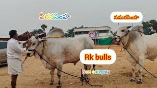 RK BULL new categor బండలగూడు పందెలు 1 జాతా 5354