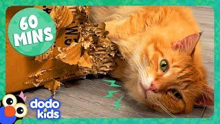 60 Minutes Of Animals Who Make Us LOL | 1 Hour Of Funny Animal Videos | Dodo Kids