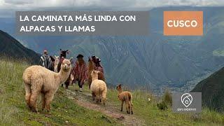 LA CAMINATA MÁS LINDA CON ALPACAS Y LLAMAS EN CUSCO