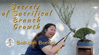 Secrets of Sacrificial Branch Growth  - Tom Lau -  Bonsai Technique - Baikoen Bonsai Club