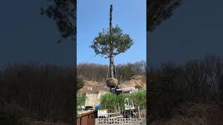 식목일 나무심기 가평펜션 청운몽입니다 가평여행 가평숙소 독채풀빌라 풀빌라펜션 #pool #luxuryaccommodation #luxury #luxuryhotel