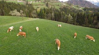 Animal husbandry in Austria | Free stall & tie stall | Pasture farming | Organic farm for children