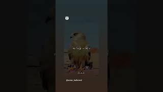 Baaz || Status || video || #navjot creations