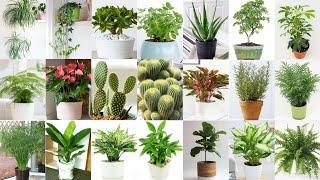 Những loại cây phong thủy mang đến nguồn năng lượng tích cực | Top 20 Lucky Plants | Fengshui Plants