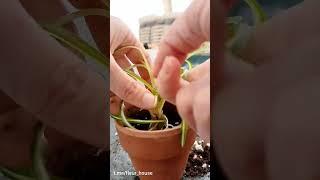 Кудрявый #хлорофитум #бонни #пересадкарастений #уходзарастениями #комнатныерастения #домашниецветы