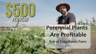 How to Make $500 SELLING SOUR on Your Permaculture Property ... Sweet!