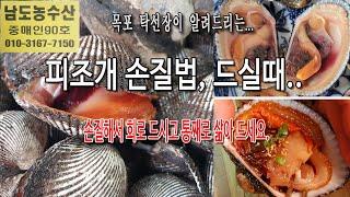 맛있는 피조개 손질법, 이렇게 드세요. (목포 남도농수산 탁선장 010 3167 7150. 010 9871 0441)