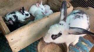 Five benefits of rabbit farming