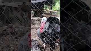 Turkey Breeding season