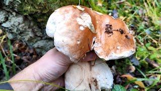 Cèpes, pieds de mouton, trompettes et chanterelles cendrées